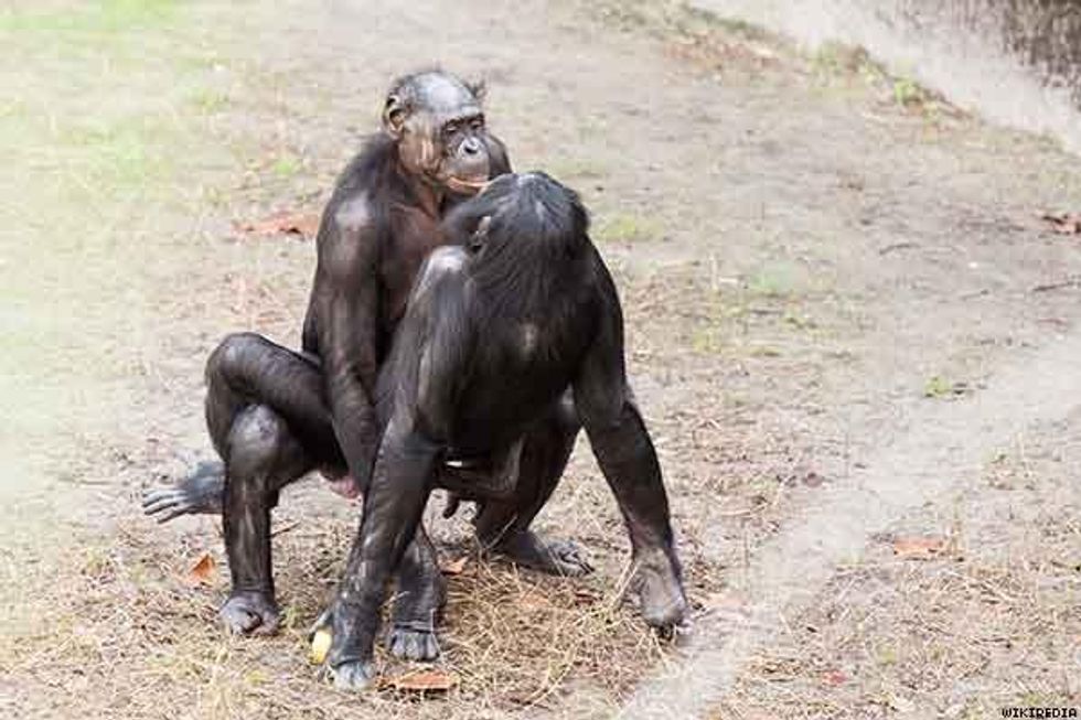 1. Bonobos