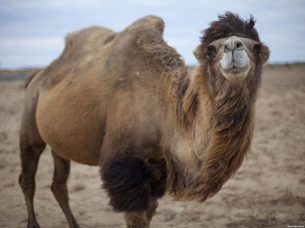 12 Things You Think the First Time You Have Strap-On Sex