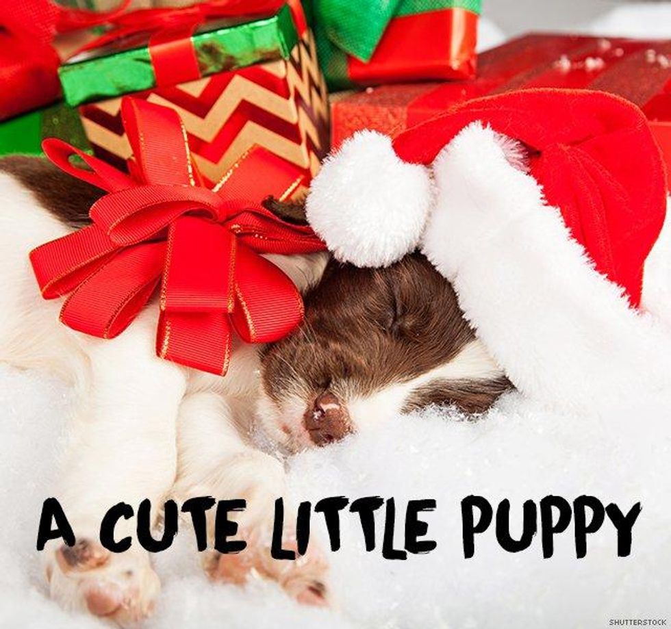 13. A cute little puppy you can give to someone else when he\u2019s too much work