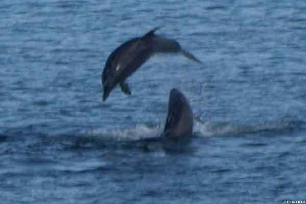 3. Bottlenose Dolphins