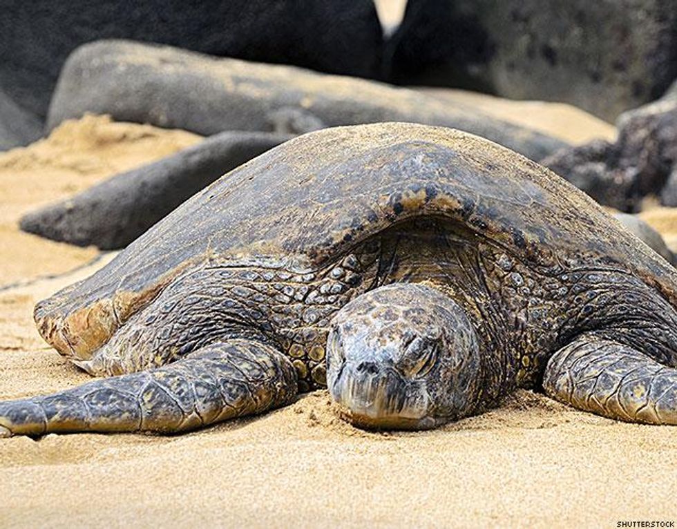 4. Playa Tortugas Beach