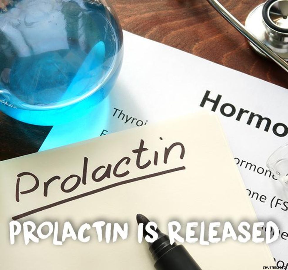 4. Prolactin is released
