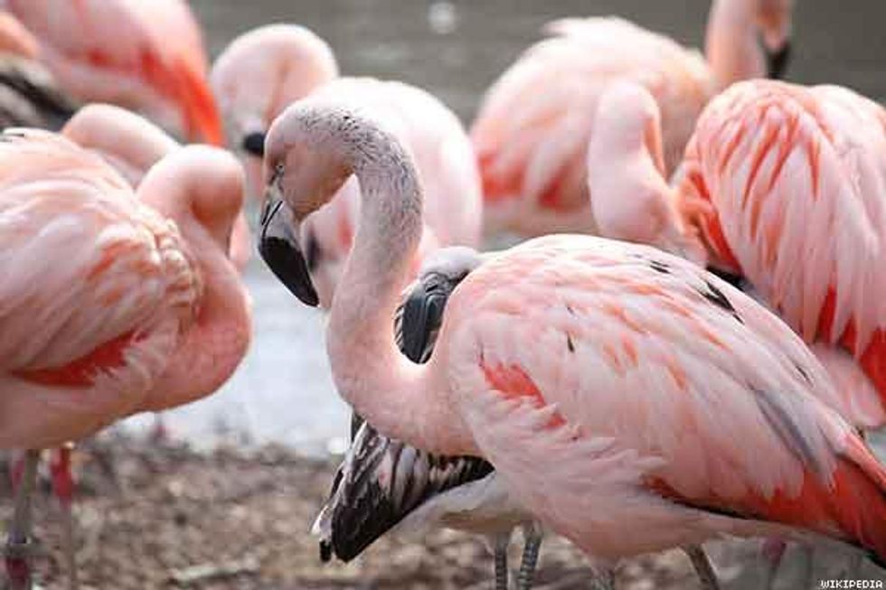 6. Chilean Flamingoes