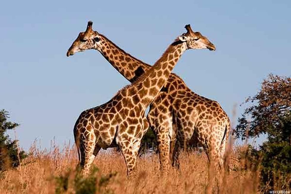 7. Giraffe