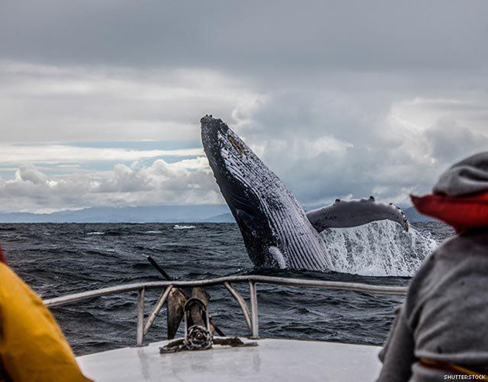 85. Go whale watching.