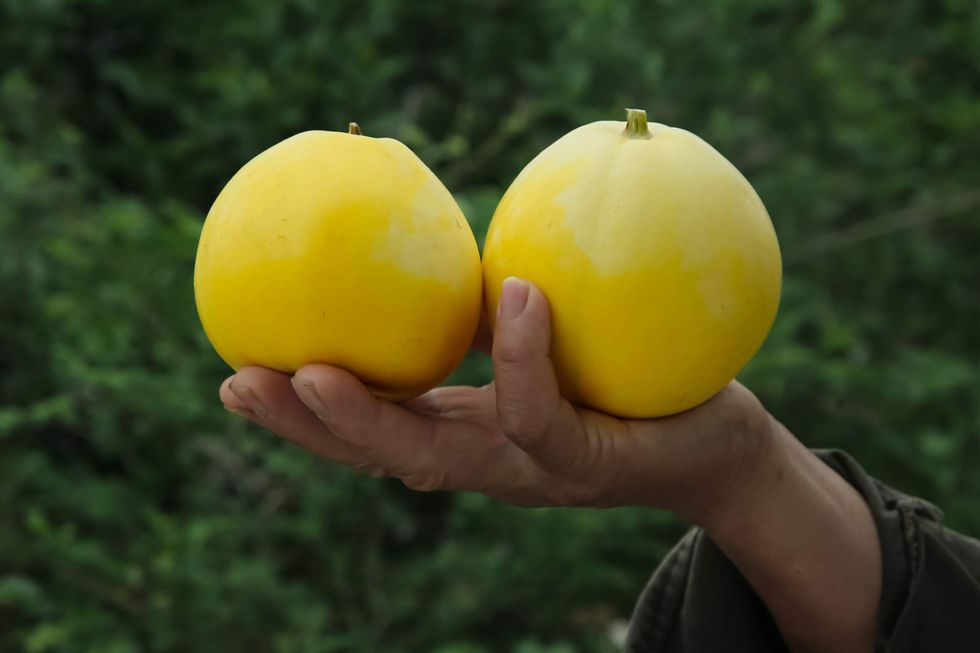 A man holding two melons in one hand