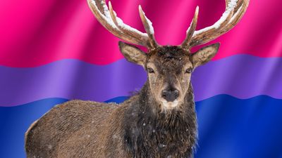 A stag in front of a bisexual pride flag