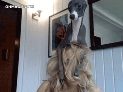 An Italian Greyhound and Jenna Marbles. 