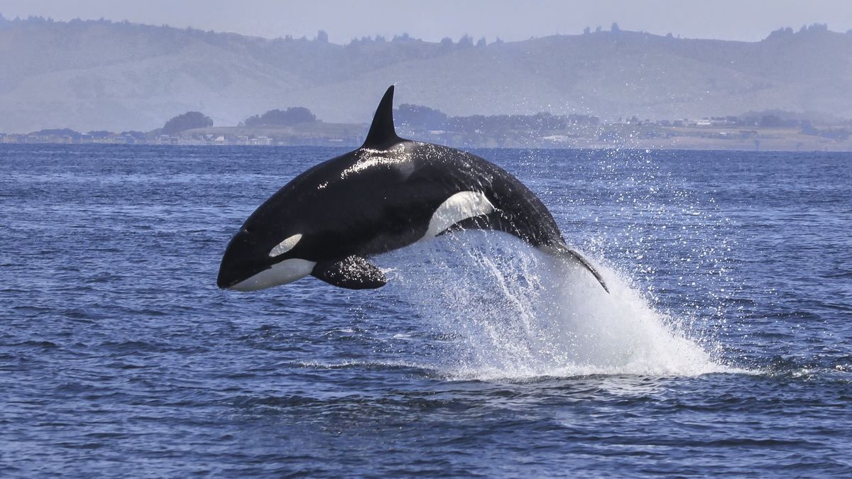 An orca jumping out the ocean.