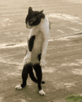angrycat