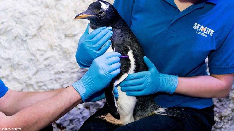 Ari, Miley, Lana, Scary iPhones, & a Genderless Penguin: Morning Tea