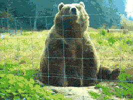 Bear Gif hello