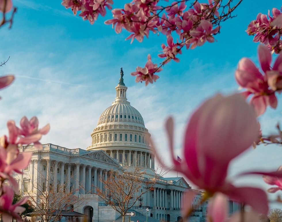 Capitol building at spring blossom magnolia tree Washington DC