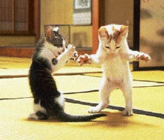cat dance