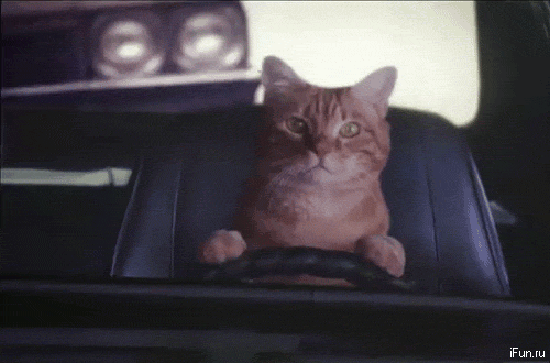 Cat Driving gif
