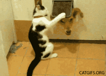 Cat Gif