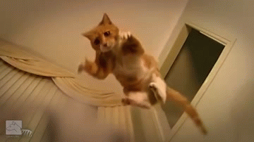 Cat Gif