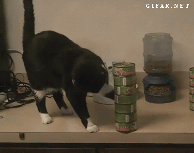 Cat Gif