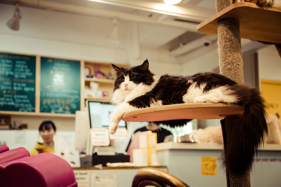 cat lounging in a cafe