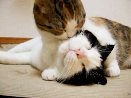 Cat Love