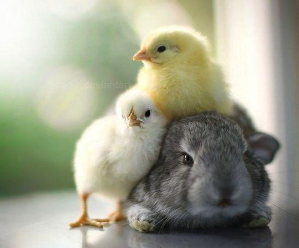 Chick-Rabbit Cuddle