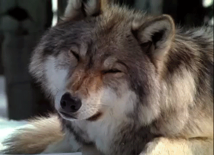 Confused Wolf gif