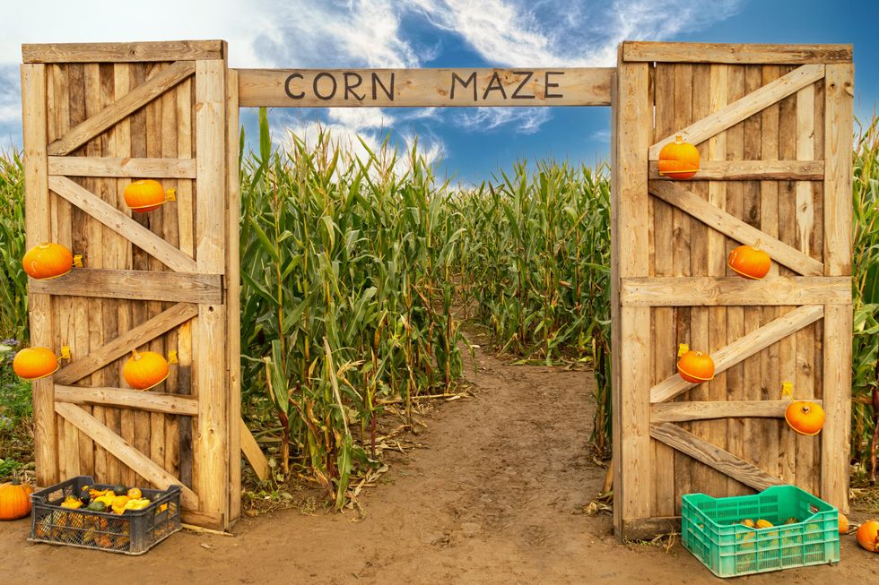 Corn maze