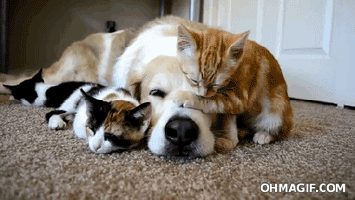 cuddling animals