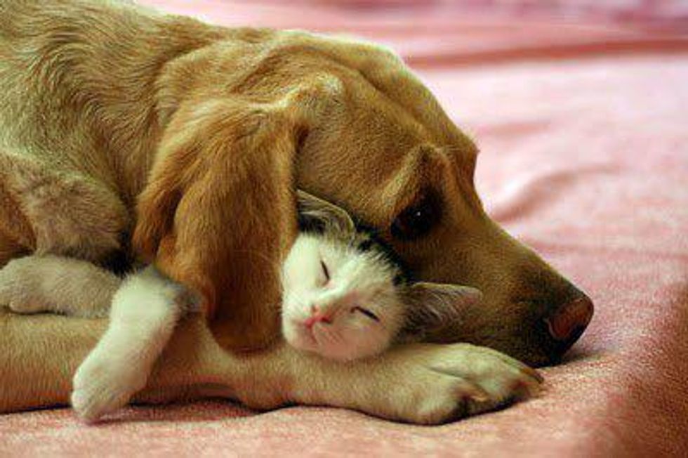 Dog-Cat Cuddle