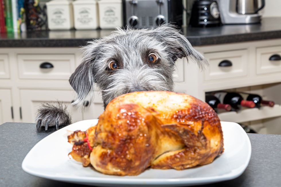 dog eying a turkey