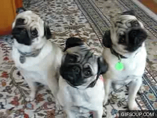Dogs turning heads confused gif