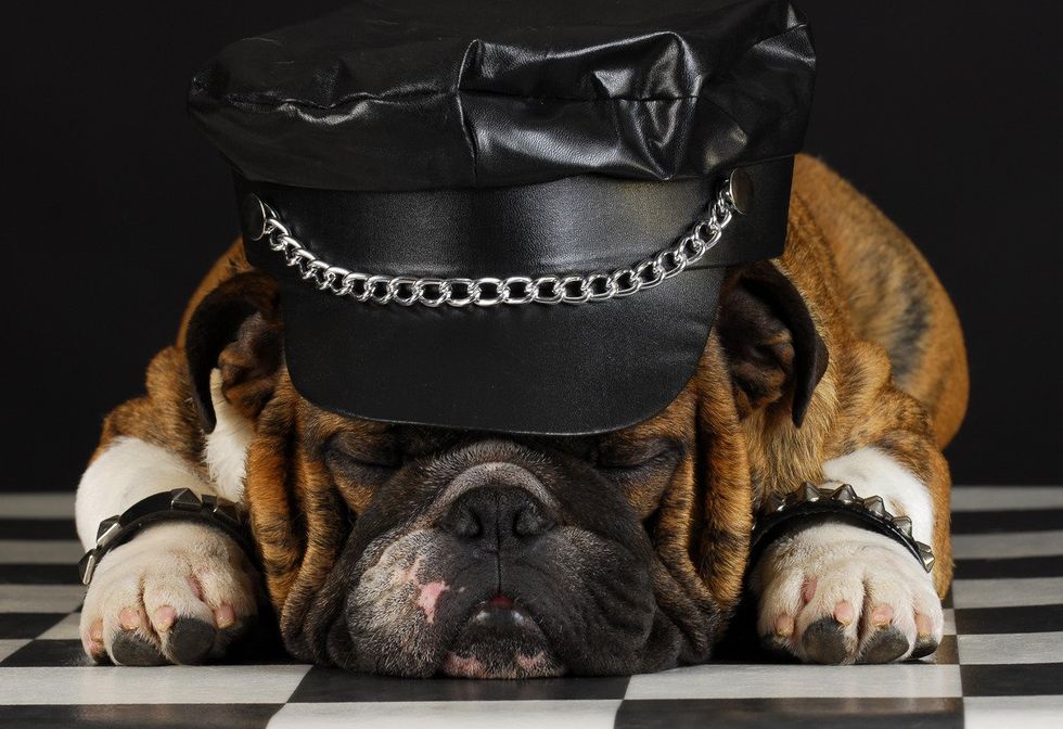 english bulldog in leather daddy outfit