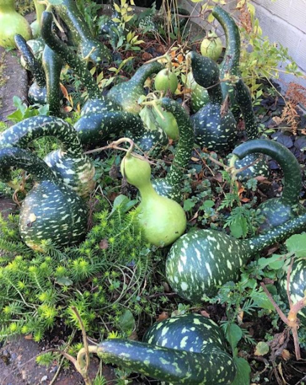 Gourds of Instagram