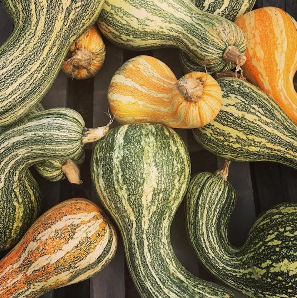 Gourds of Instagram