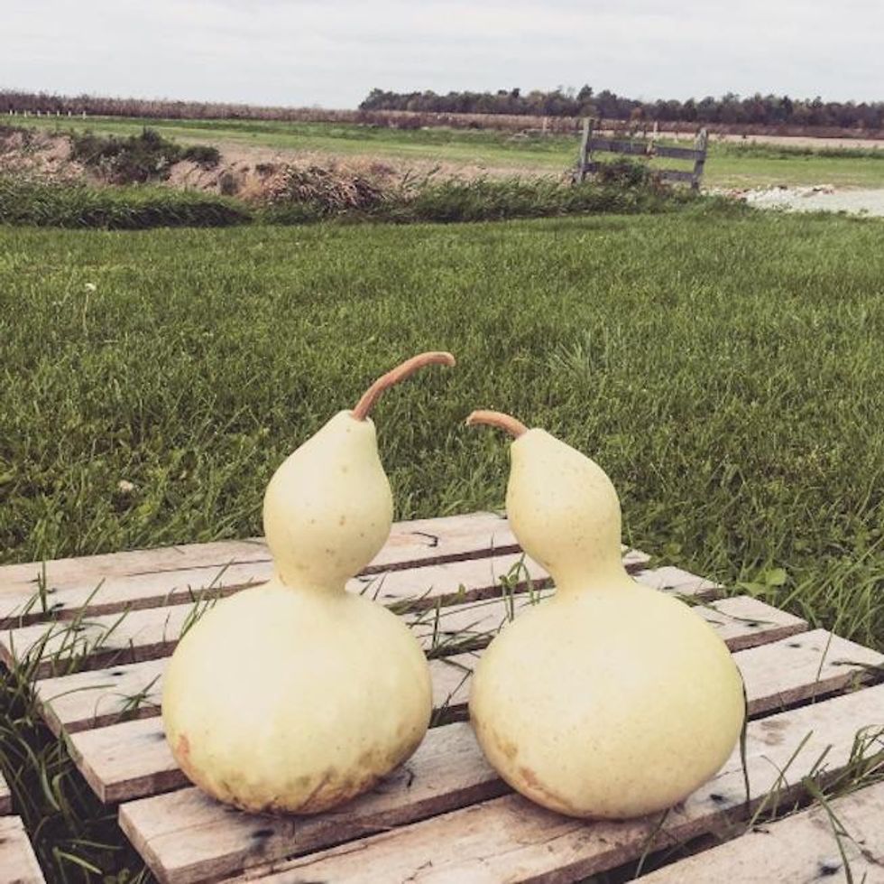 Gourds of Instagram