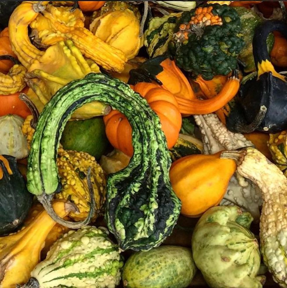 Gourds of Instagram