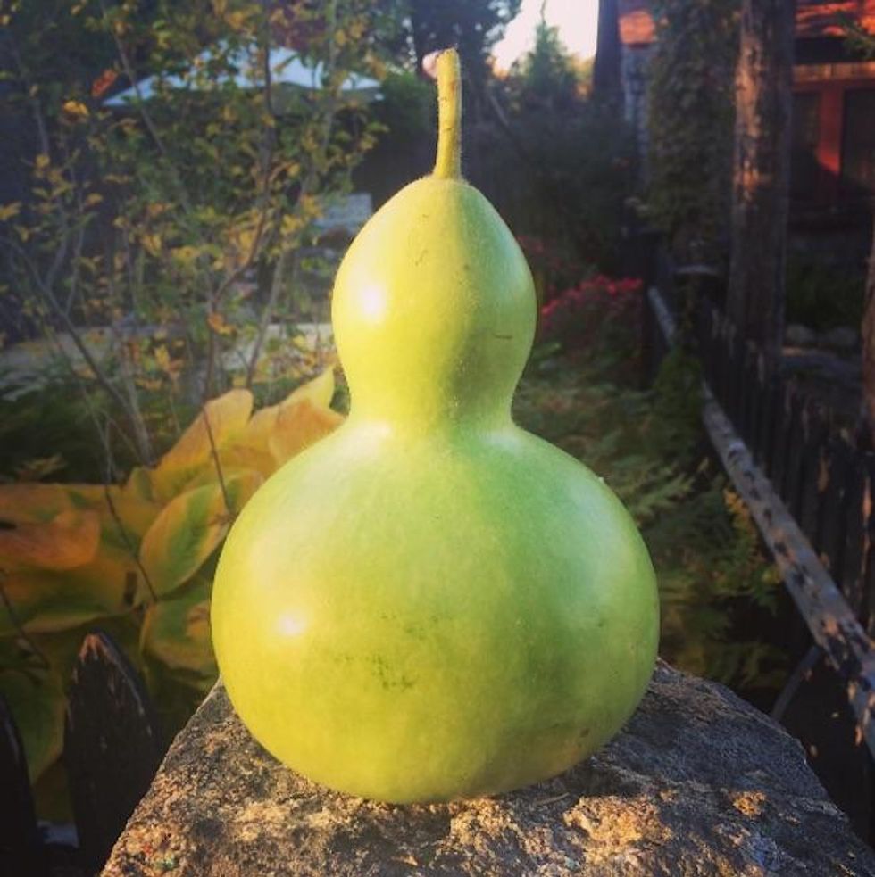 Gourds of Instagram