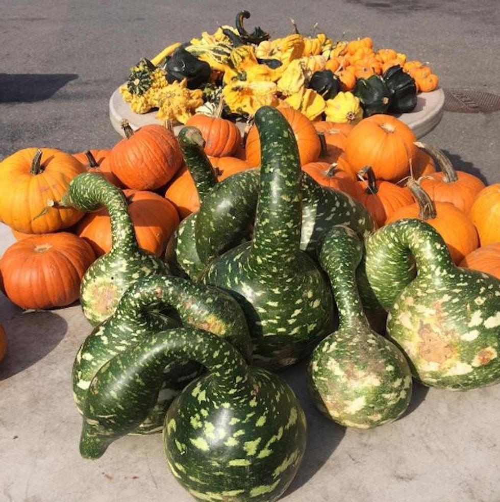 Gourds of Instagram