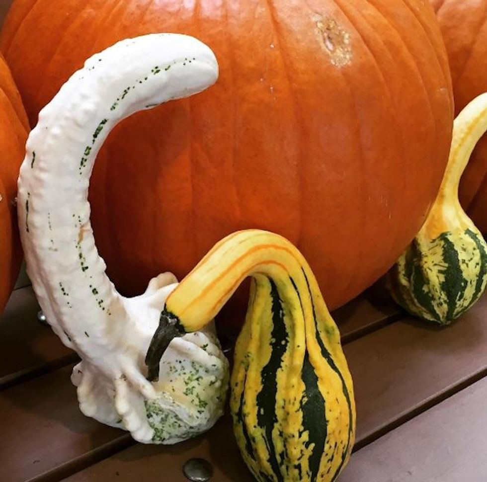Gourds of Instagram