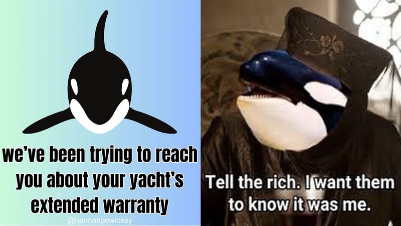 What's With All The Orcas Sinking Yachts? The Nautical Drama Explained