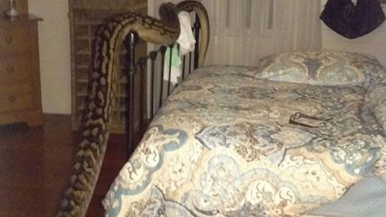 <p>16-Foot Snake Slithers Into Woman's Home</p>