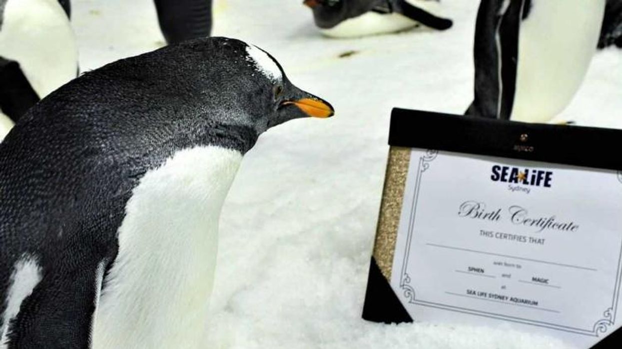 <p>These Gay Penguin Dads Need Help Naming Their Child</p>