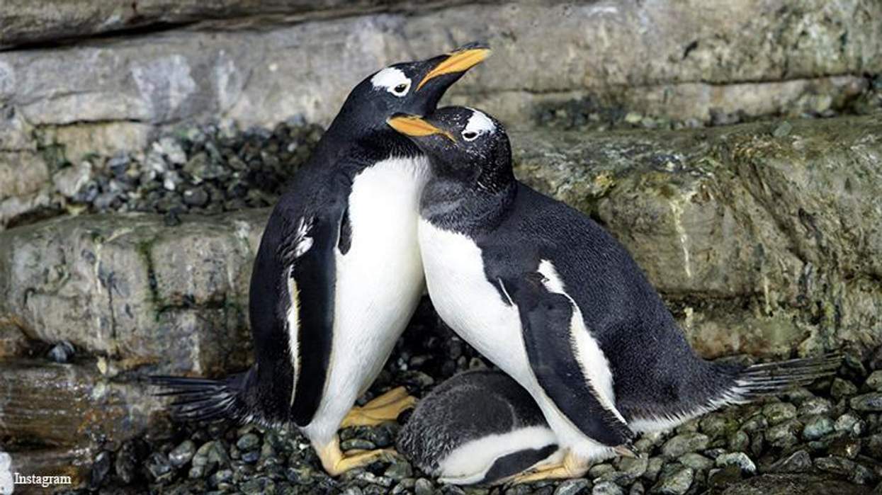 <p>Lesbians Win Again! Meet This Happy Gay Penguin Family</p>