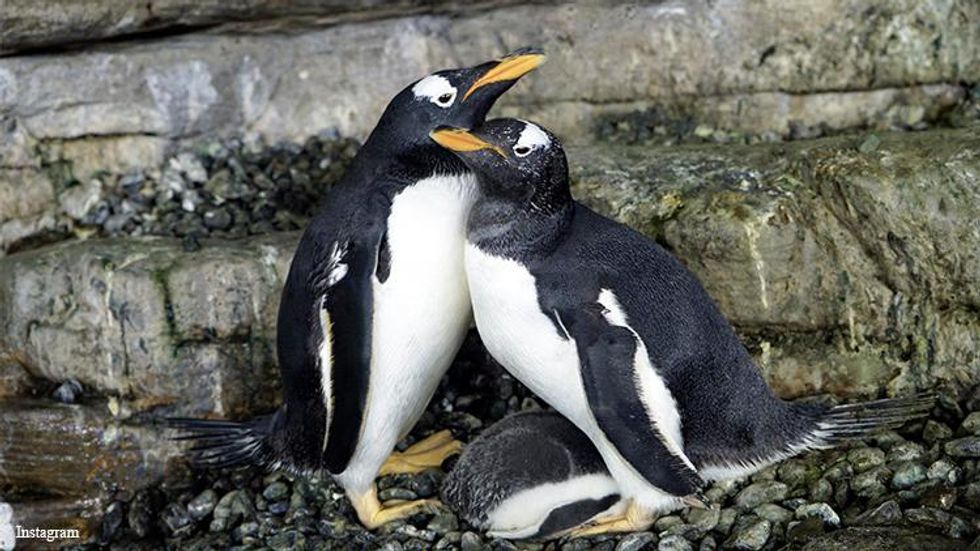 Lesbians Win Again! Meet This Happy Gay Penguin Family