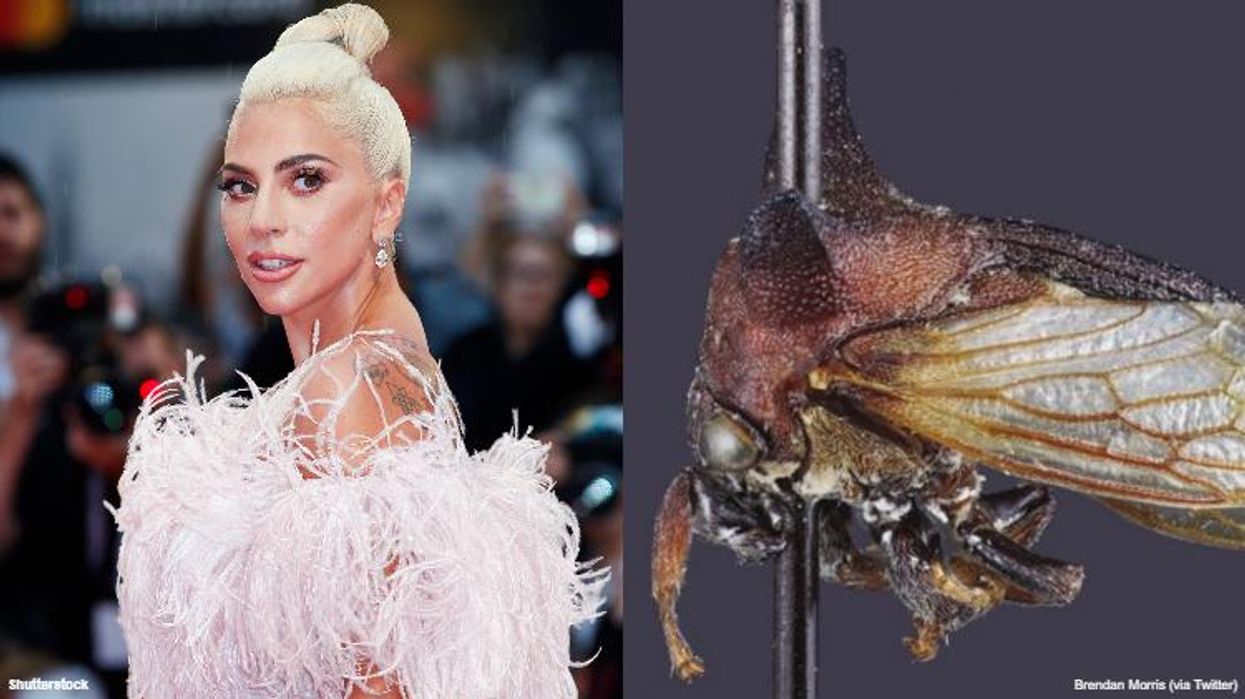 <p>A New Bug Species Is Being Named After Lady Gaga</p>