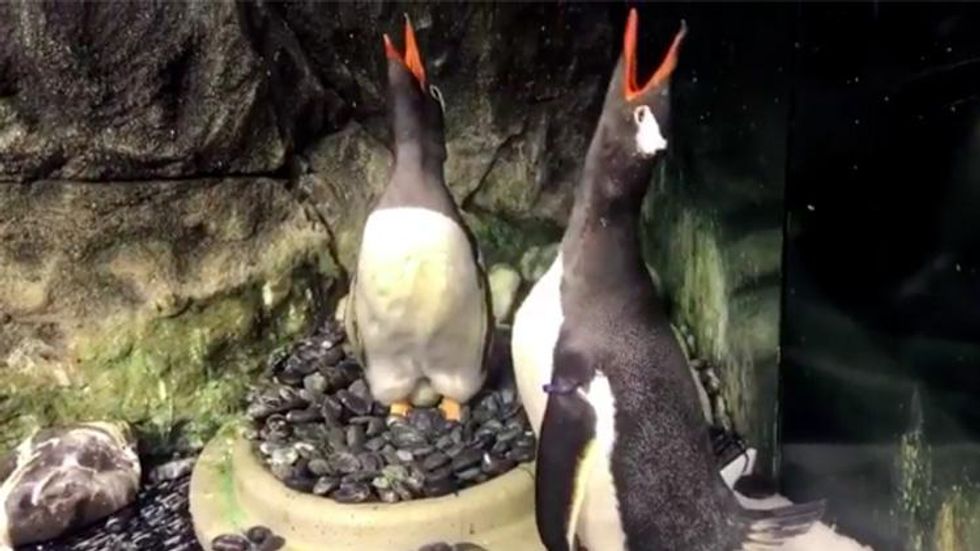 Australia's Famous Gay Penguins Have a New Egg to Hatch