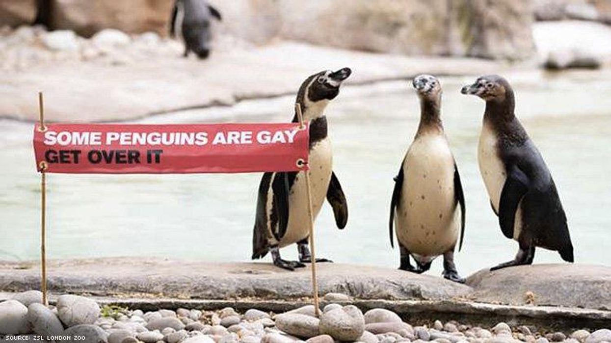 <p>London Zoo Celebrates Pride With Their Famous Gay Penguins</p>