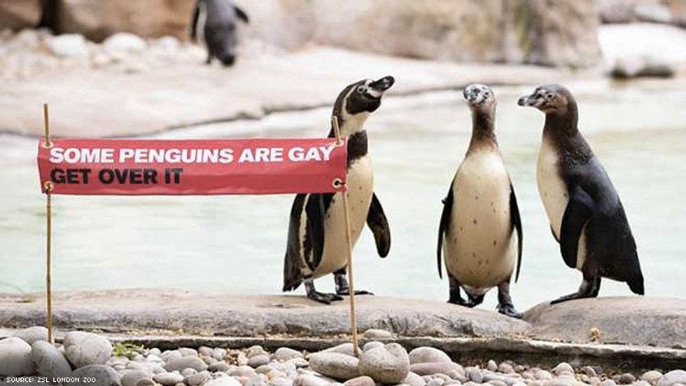 London Zoo Celebrates Pride With Their Famous Gay Penguins