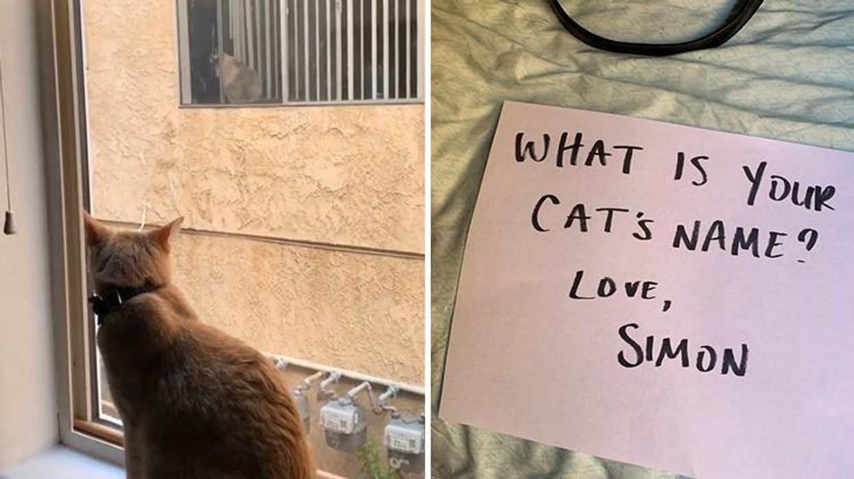 <p>This Feline Romance Is the <em>Love, Simon </em>Sequel We Deserve</p>