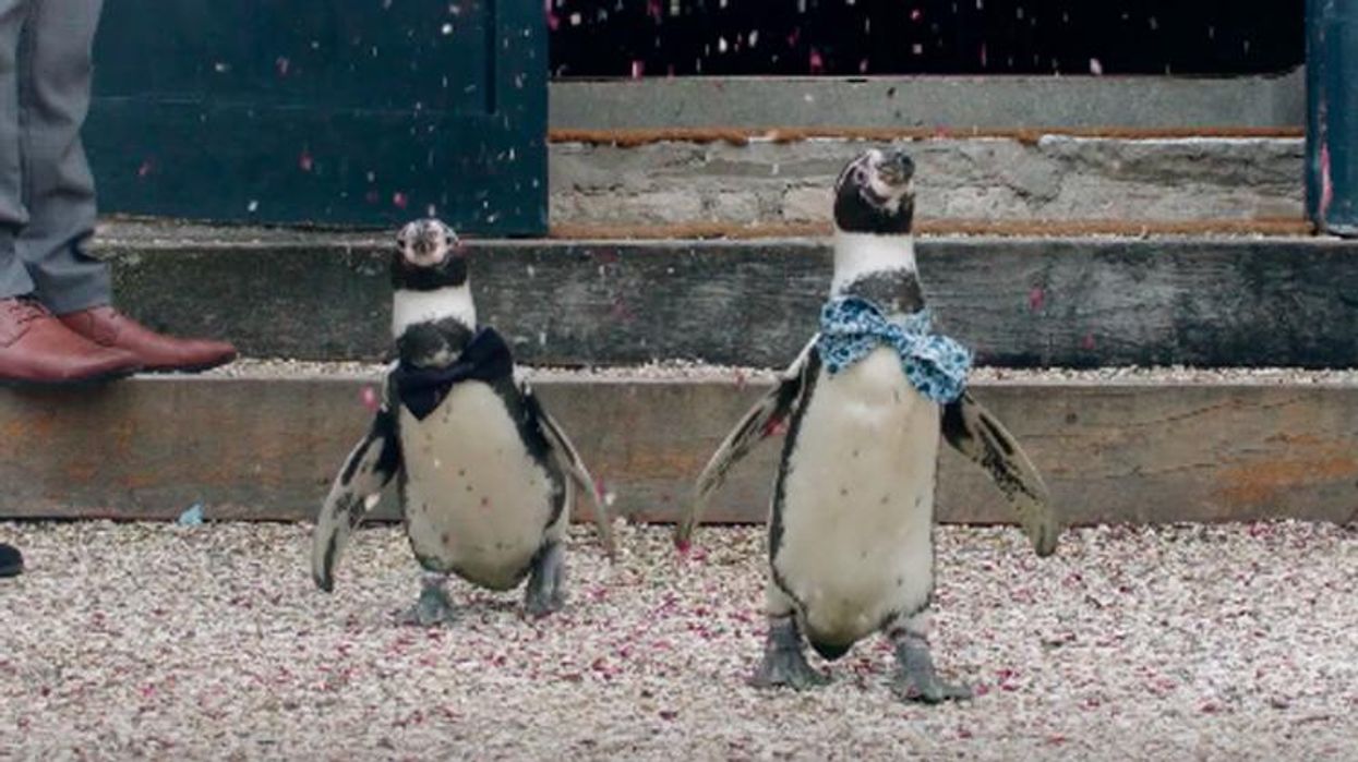 <p>Watch Gay Penguins Tie the Knot in This Spectacular Wedding Video</p>